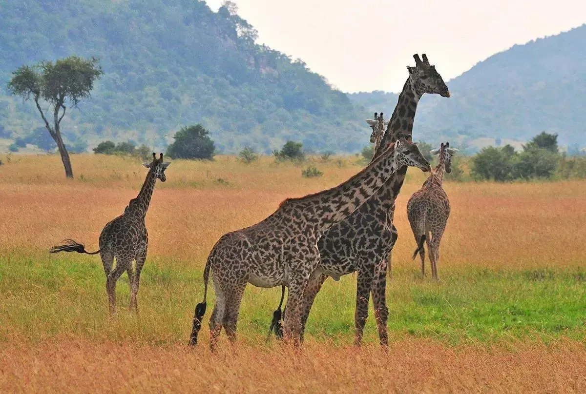 Quan sát động vật hoang dã trong môi trường sống tự nhiên của chúng trên một hành trình ở Kenya.