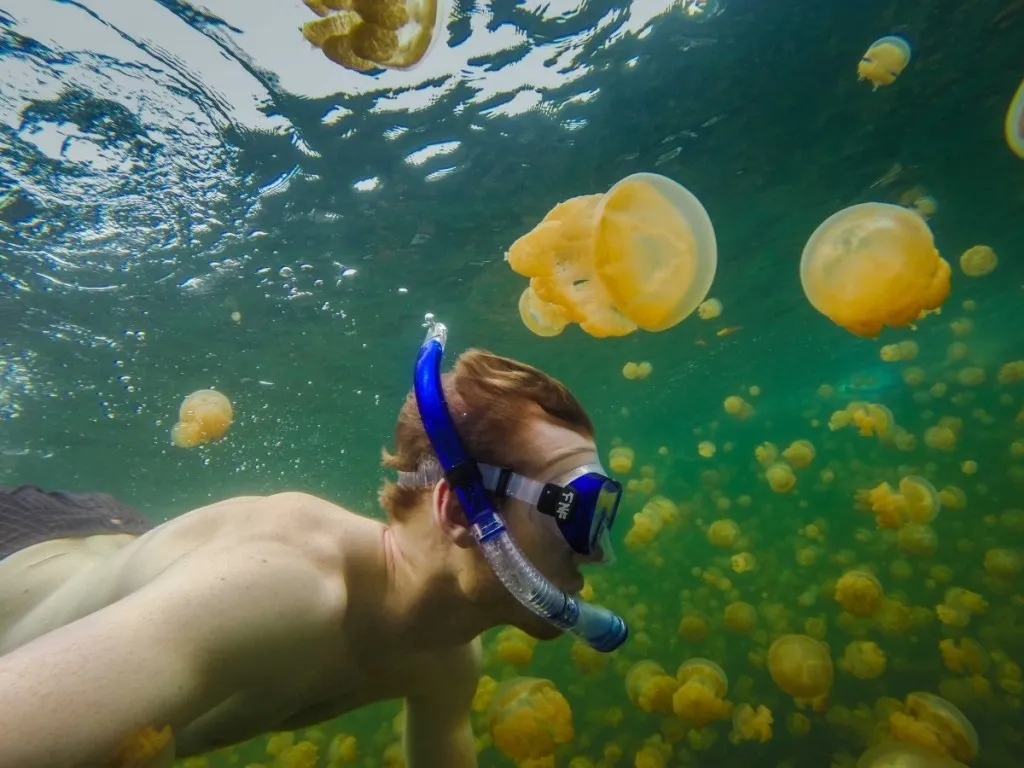 Bơi cùng hàng nghìn con sứa ở Hồ Sứa, đảo Eil Malk, Palau.