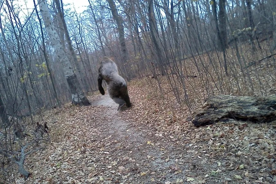 Bigfoot