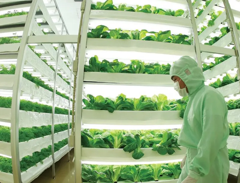 Nuvege là một trang trại dạng thẳng đứng trồng cây trong nước (hydroponic).