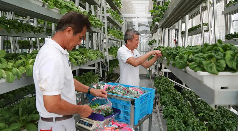 Sky Green Farm có thể trồng được các lại rau quả nhiệt đới.