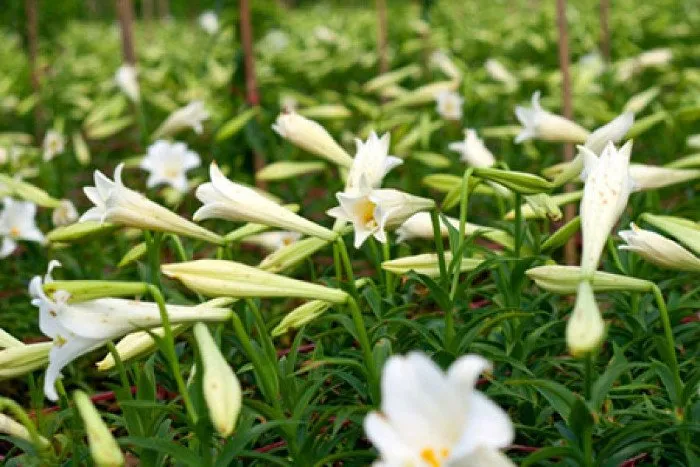 Để hoa nở đúng dịp, những nhà vườn thường trồng vào dịp tháng 9-10 âm lịch.