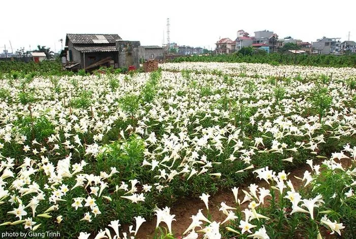 Hoa thường nở bắt đầu từ tháng 3 âm lịch và rộ vào giữa đến cuối tháng 4.
