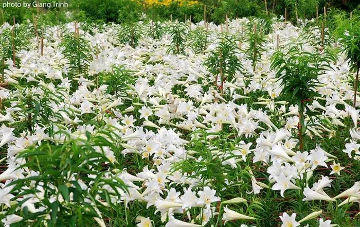 Hoa được trồng thành các luống, thẳng tắp nên khách có thể dễ dàng vào ngắm và chụp ảnh.