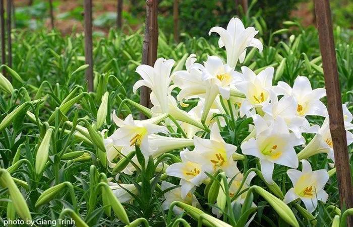 Một chủ vườn cho biết vào những năm sương muối hoặc thời tiết bất thường, hoa nở muộn và hay bị sâu nên họ thường để cho hoa nở bung tạo nên cả một thảm hoa trắng.