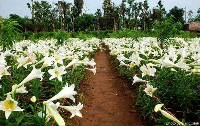 Hoa loa kèn trắng chỉ nở duy nhất một tháng trong năm, và còn có tên gọi khác là Huệ Tây.