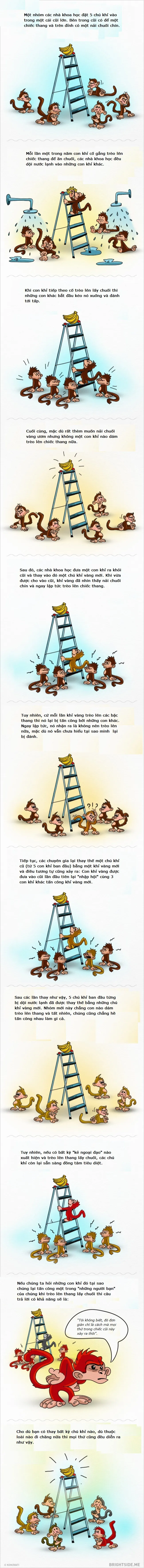Câu chuyện 5 chú khỉ