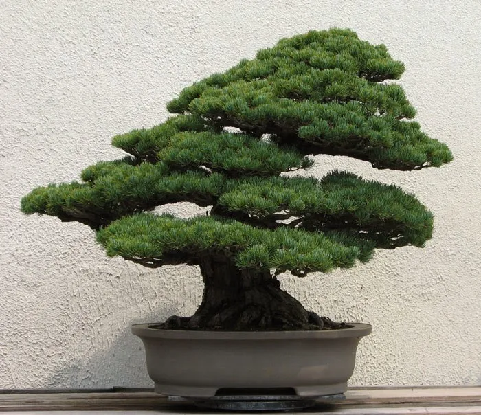 Cây bonsai
