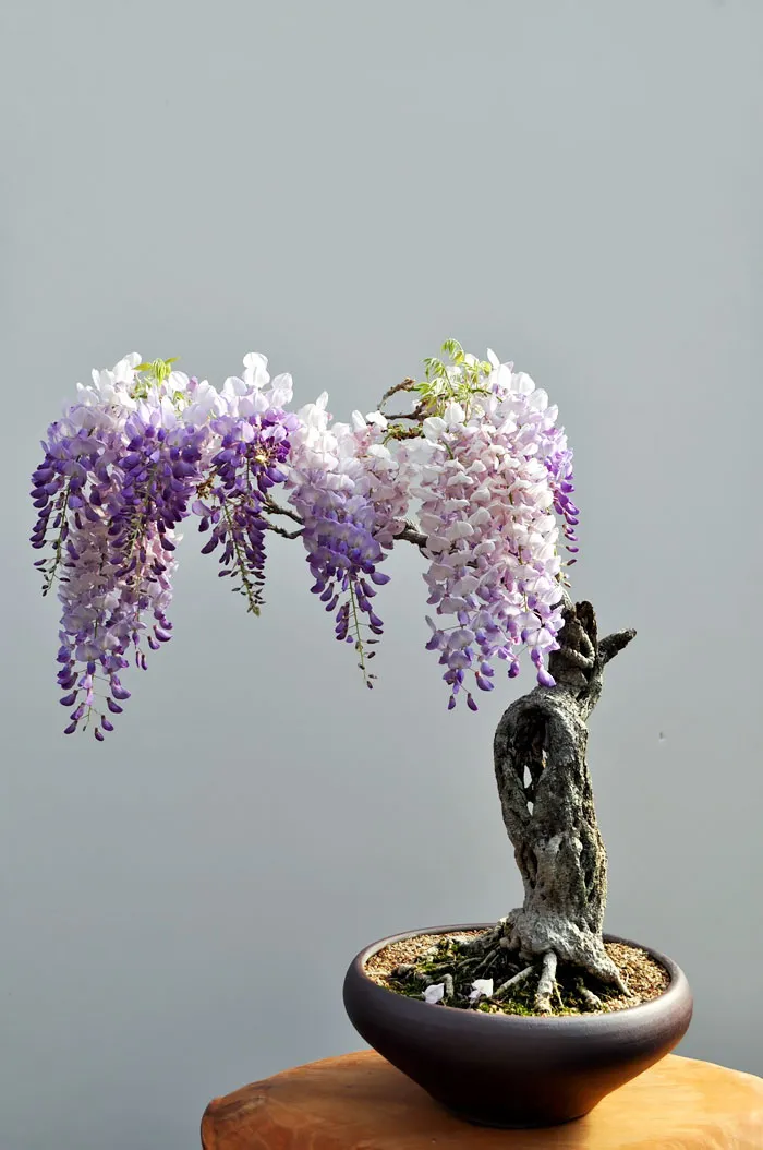 Bonsai đẹp