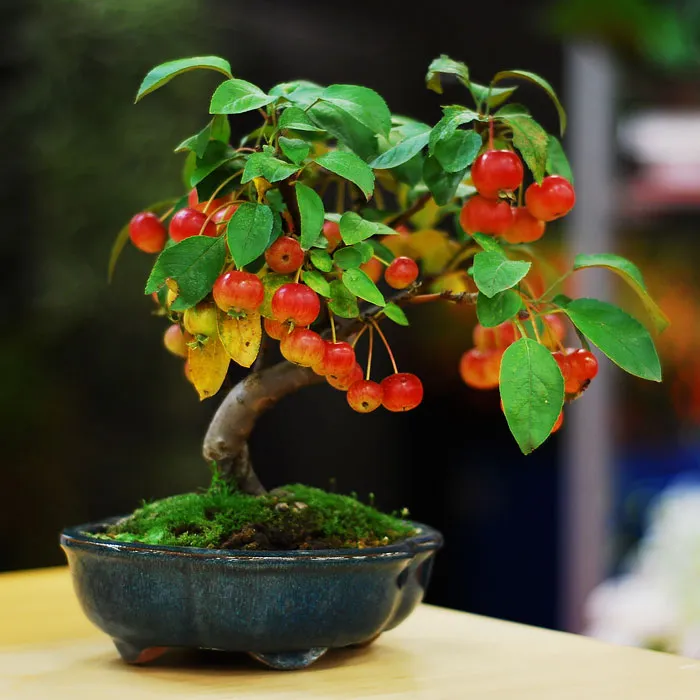Bonsai đẹp