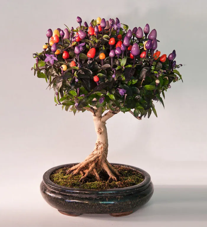 Bonsai đẹp