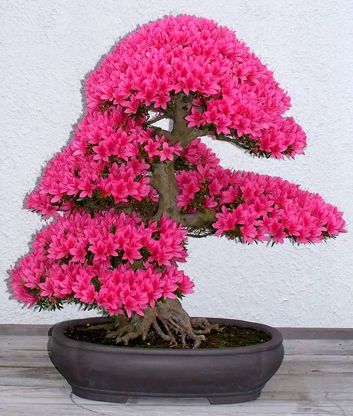 Bonsai đẹp