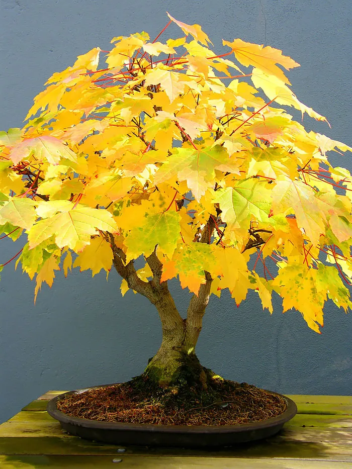 Bonsai đẹp
