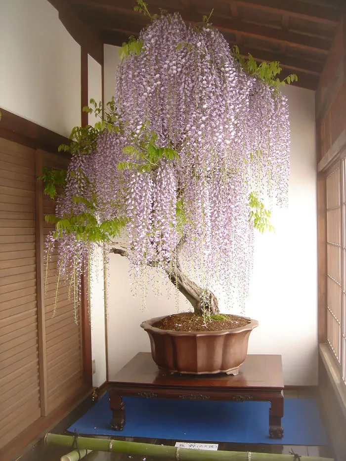 Bonsai đẹp
