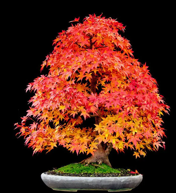 Bonsai đẹp