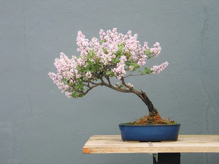 Bonsai đẹp