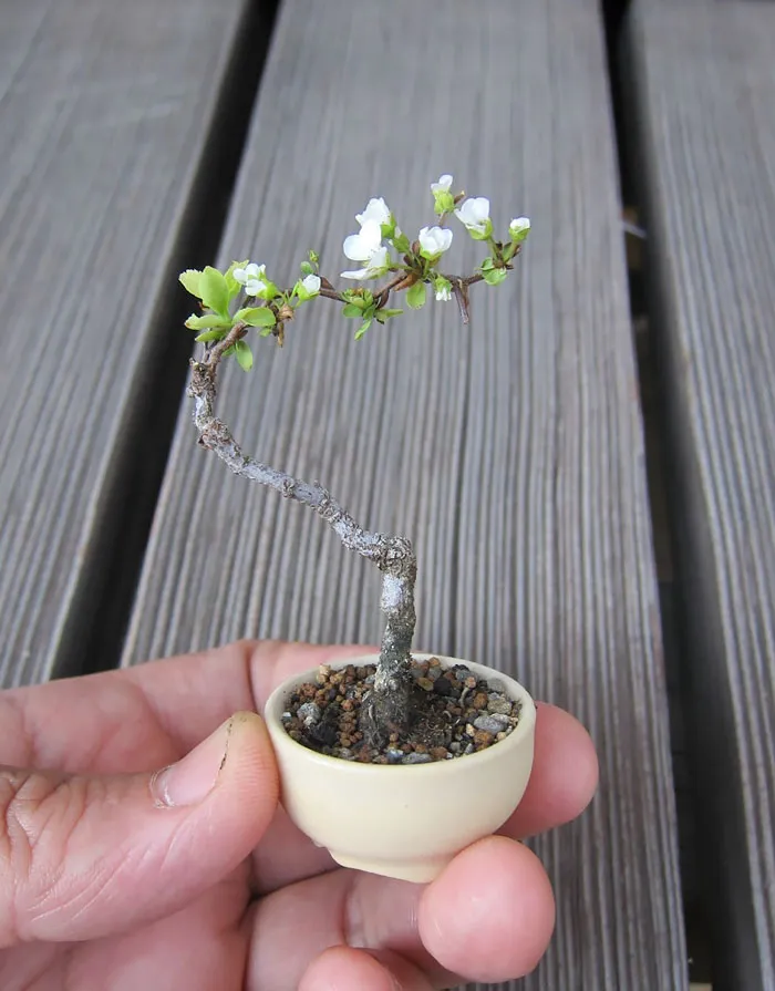Bonsai đẹp