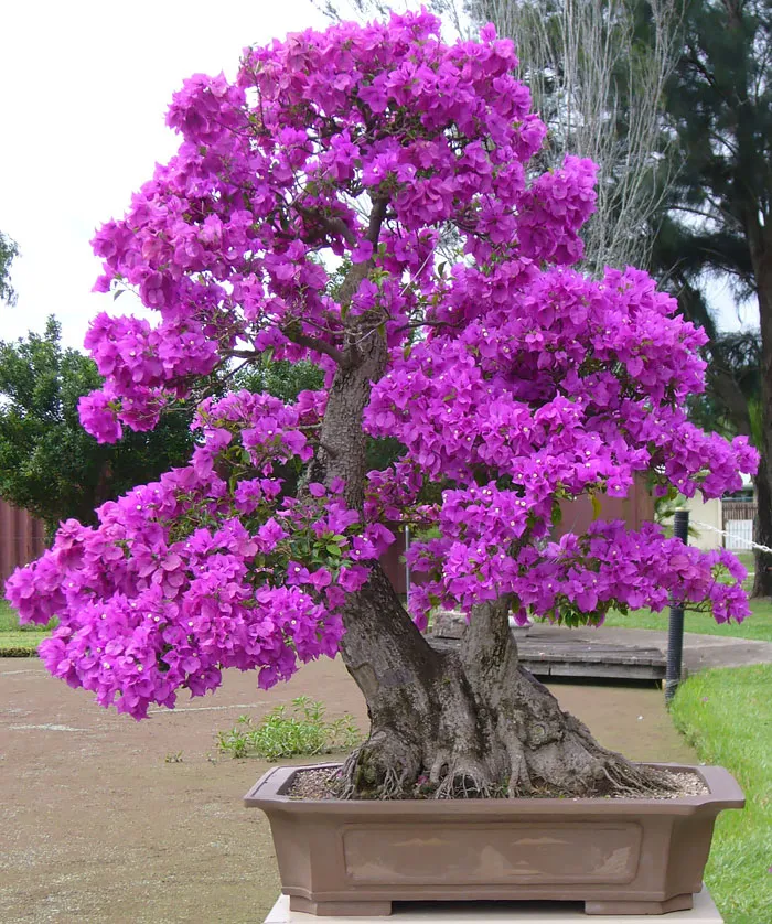 Bonsai đẹp