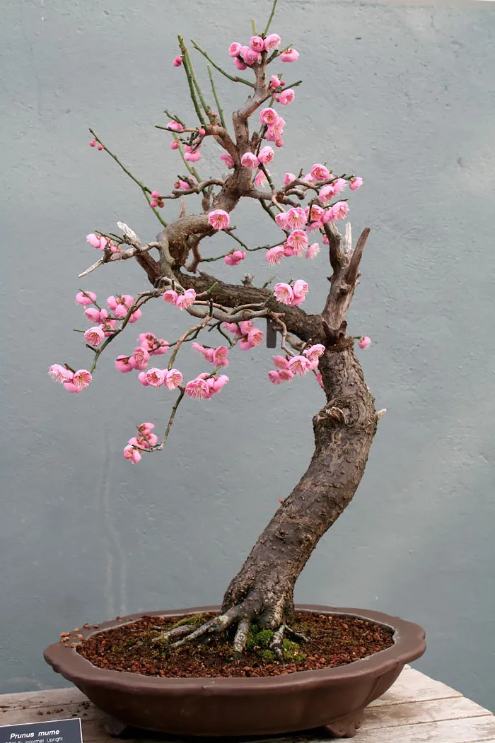 Bonsai đẹp