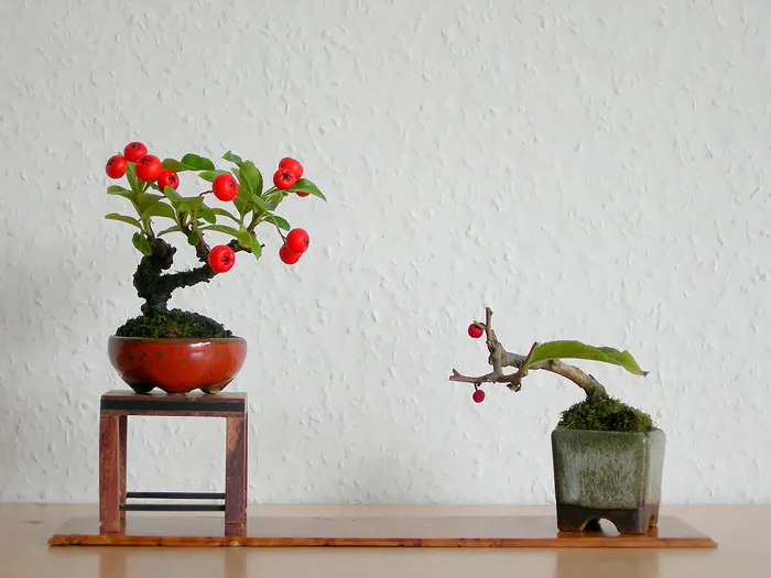 Bonsai đẹp