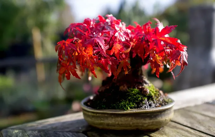 Bonsai đẹp