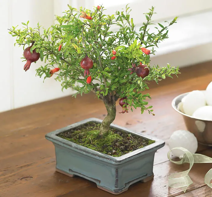Bonsai đẹp