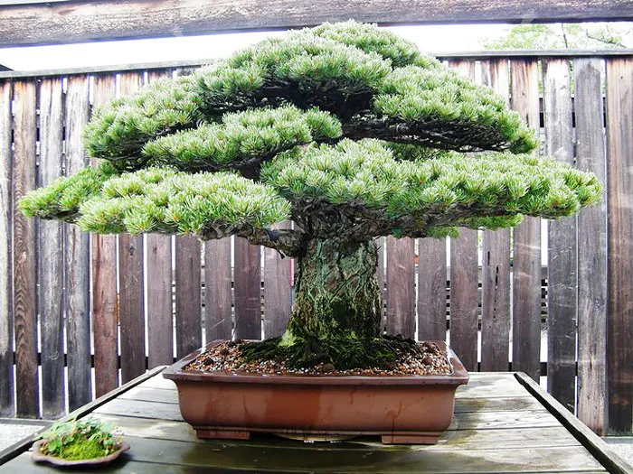 Bonsai đẹp