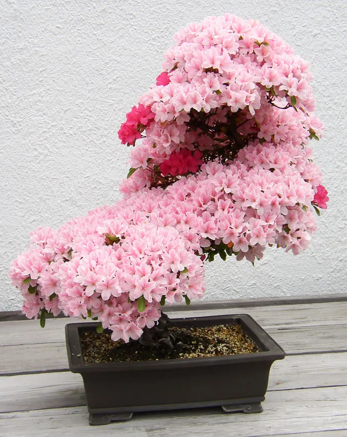 Bonsai đẹp