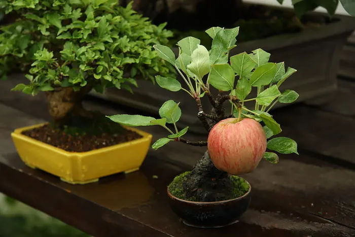 Bonsai đẹp