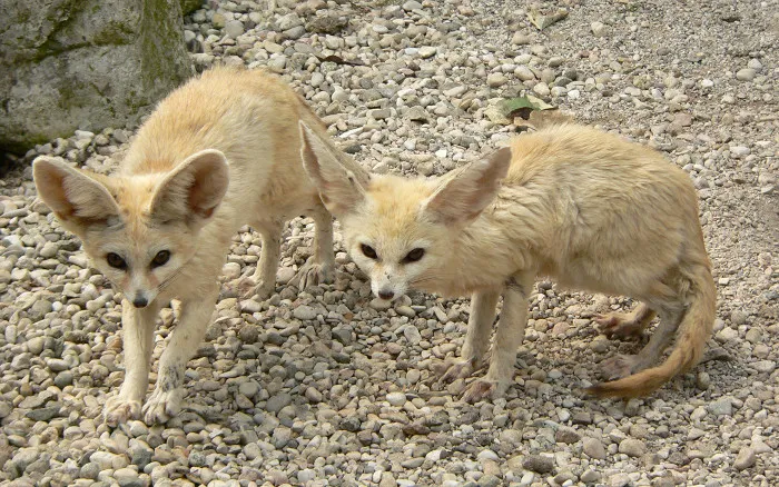 Các Fennec sống ở vùng Bắc Phi và và sa mạc Sahara.