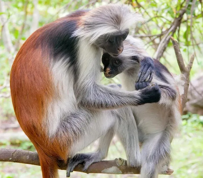 Khỉ đỏ Colobus Zanibar hiện nay chỉ còn khoảng 3000 cá thể trong tự nhiên.