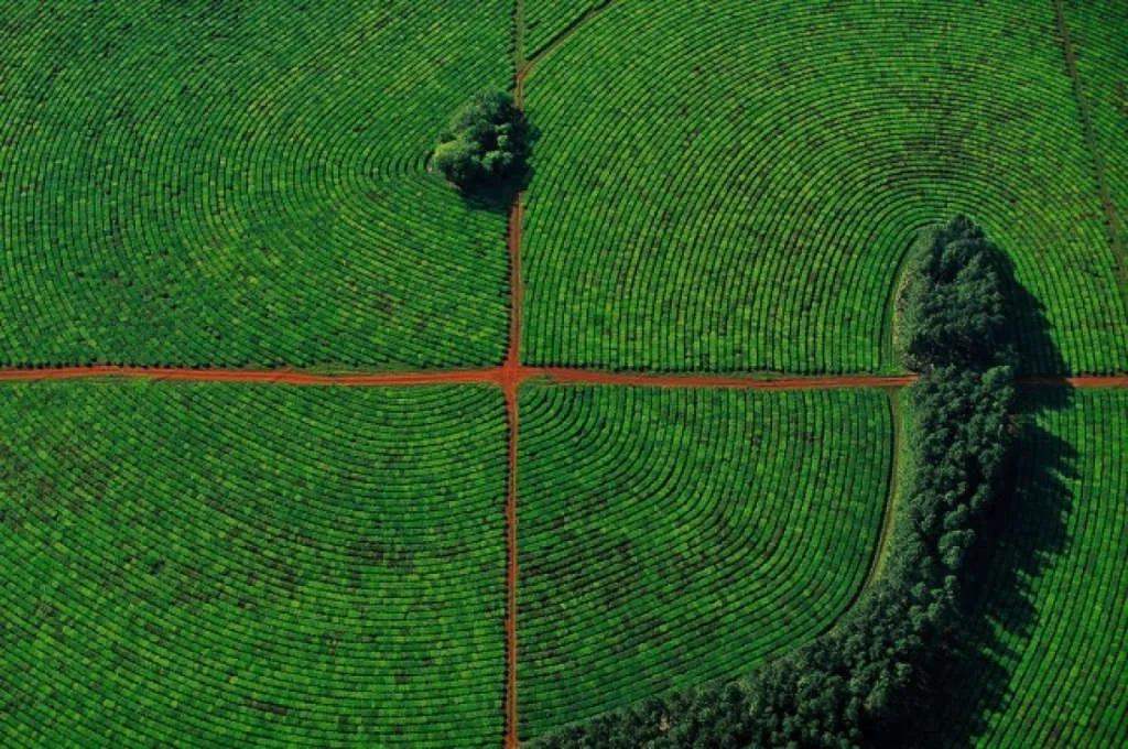 Đồi chè ở Corrientes, Argentina