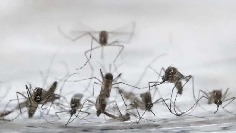 Zika đã lây lan tới hơn 30 quốc gia.