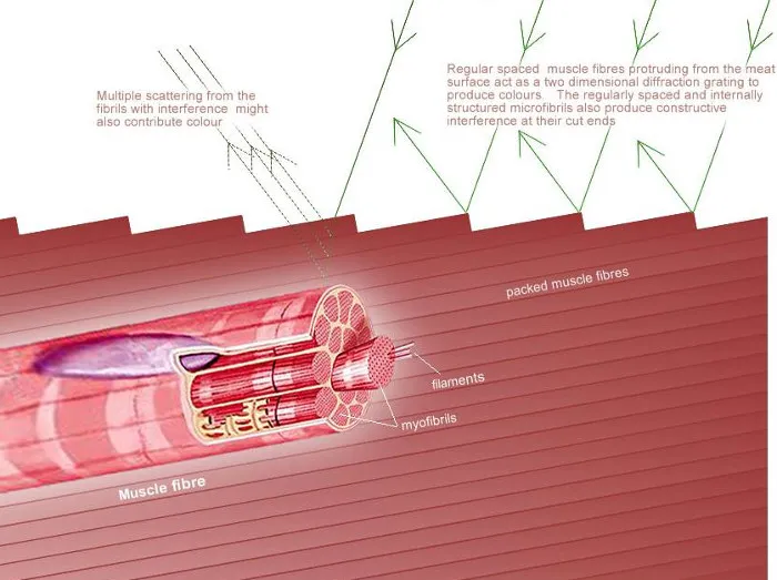 Ánh sáng chiếu vào miếng thịt mỏng sẽ bị bẻ cong, trở thành cầu vồng.