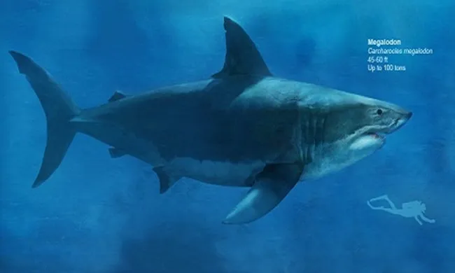 Hình minh họa kích thước đồ sộ (dài 14 - 18m và nặng 100 tấn) của cá mập Megalodon so với con người.