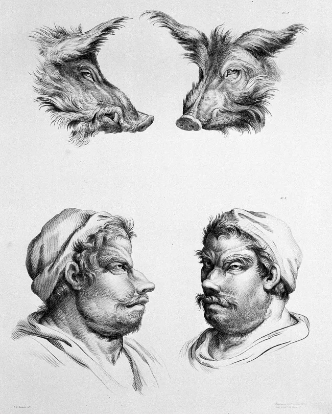 Lợn lòi đực
