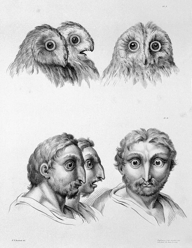 Con cú