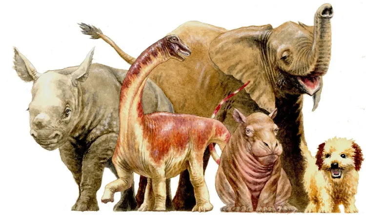 Con Rapetosaurus được phát hiện có kích thước chỉ bằng 1 nửa so với voi châu Phi sơ sinh.