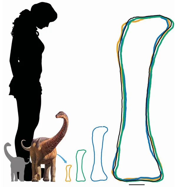 Ảnh minh họa tốc độ phát triển của xương khủng long Rapetosaurus và kích thước của chúng so với con người.