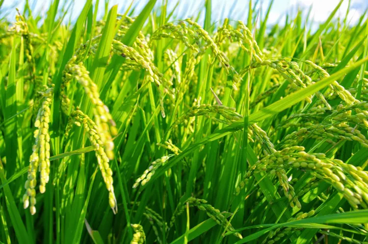 Phân bón đóng vai trò quan trọng giúp tăng năng suất cây trồng.