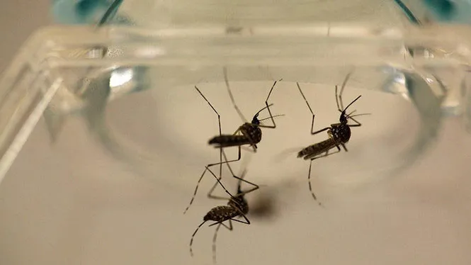 Virus Zika do muỗi lan truyền đang gây ra lo ngại cho cộng đồng.