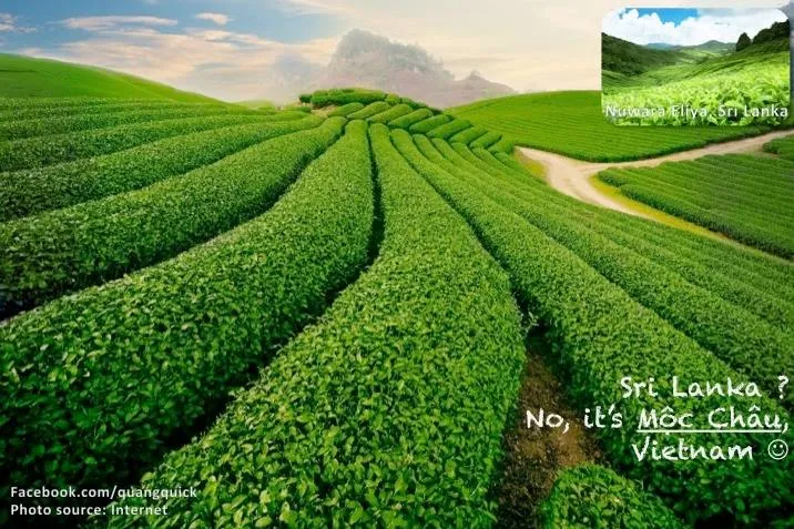 Những đồi chè của Thái Nguyên đẹp đâu có kém cạnh Sri Lanka cơ chứ!