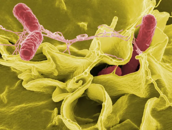 Khuẩn salmonella qua lớp chụp cắt kính hiển vi trong dưa leo nhiễm độc.