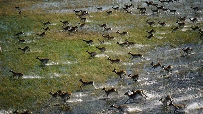 Linh dương cư trú tại đồng bằng Okavango to lớn hơn so với các loài linh dương khác