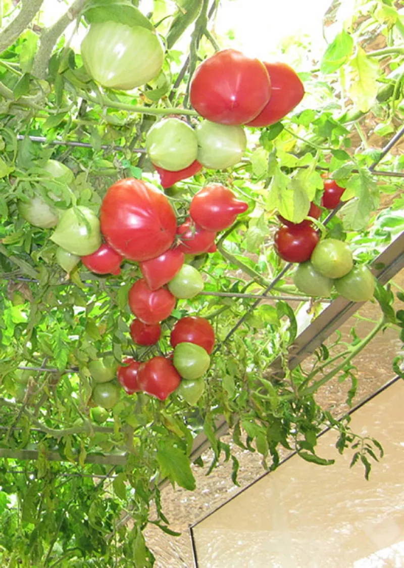 Được chăm sóc tốt nên cây trong nhà sai như được trồng ngoài tự nhiên.