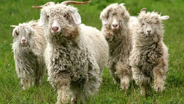 Dê Angora là một giống dê có nguồn gốc từ Trung Á và được đưa vào Thổ Nhĩ Kỳ vào thế kỷ thứ 13.