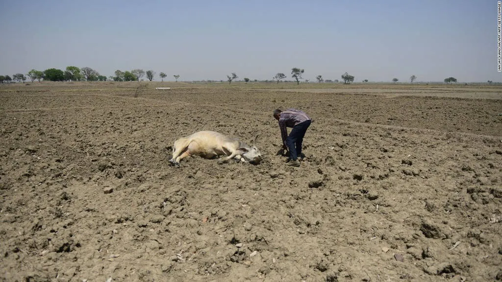 Nông dân ở làng Gondiya, bang Uttar Pradesh hôm 21/4 cố cứu chữa cho con bò bị ngất trên ruộng vì nắng nóng và khát.