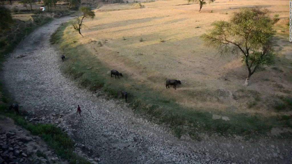 Nông dân và đàn gia súc đi dưới lòng sông Mansaita, bang Madhya Pradesh khô cạn hôm 4/5.