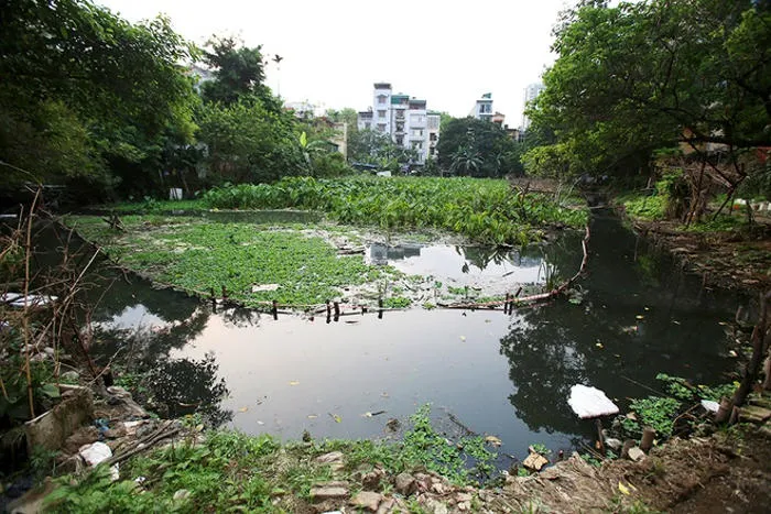 Hồ Kim Liên (3.000 m2) với cỏ dại, bèo gần như phủ kín.
