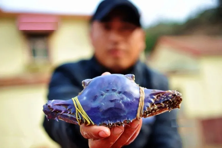 Cận cảnh con cua tím hiếm gặp.